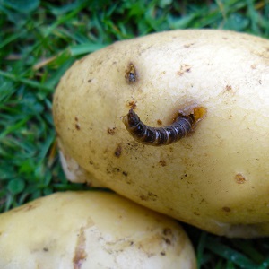 Variété de pommes de terre à maturation précoce Nandina avec une bonne qualité de conservation