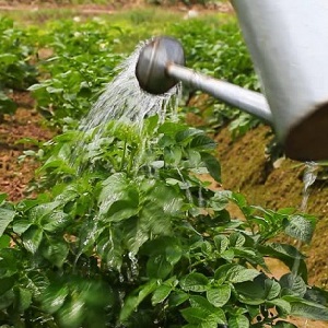 Variété de pommes de terre à maturation précoce Nandina avec une bonne qualité de conservation