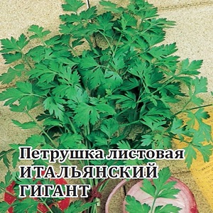 Aperçu de la variété de persil géant italien