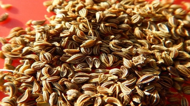 Aperçu de la variété de persil géant italien