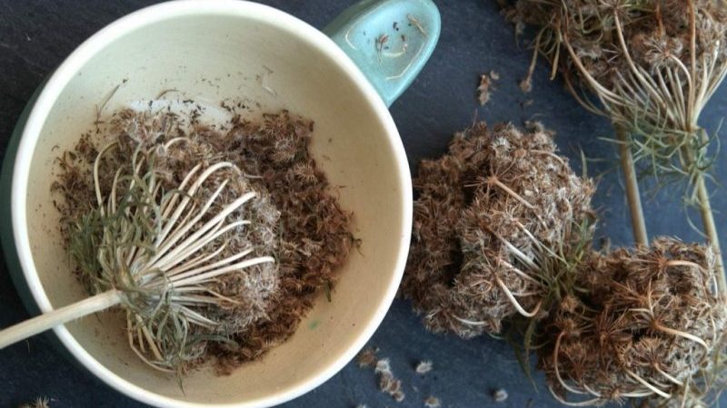 Quand récolter les graines de carotte et comment bien le faire