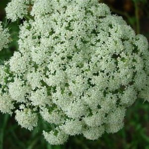 Quand récolter les graines de carotte et comment bien le faire