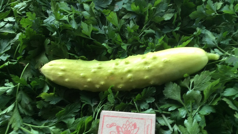 Exotique dans vos lits - concombres blancs: variétés, caractéristiques de culture et différences par rapport au vert