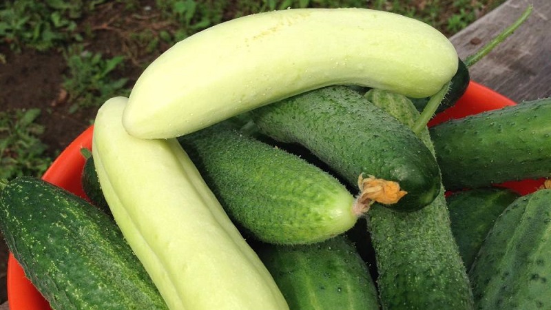 Exotique dans vos lits - concombres blancs: variétés, caractéristiques de culture et différences par rapport au vert