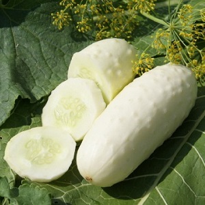 Exotique dans vos lits - concombres blancs: variétés, caractéristiques de culture et différences par rapport au vert