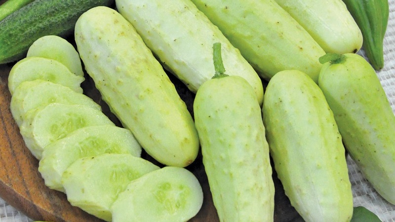Exotique dans vos lits - concombres blancs: variétés, caractéristiques de culture et différences par rapport au vert