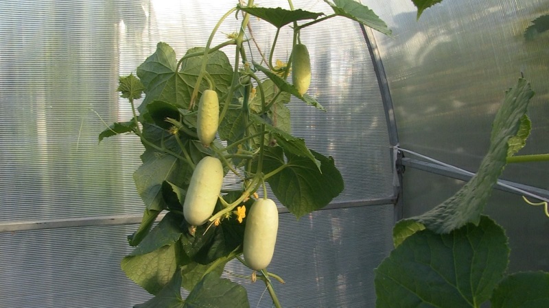 Exotique dans vos lits - concombres blancs: variétés, caractéristiques de culture et différences par rapport au vert