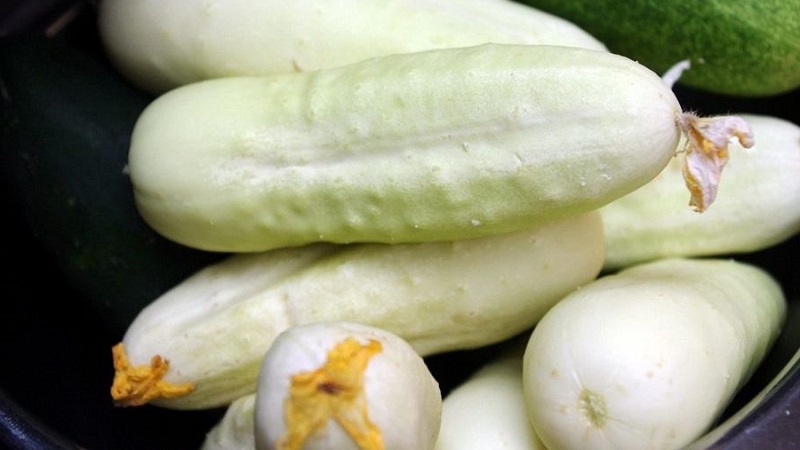 Exotique dans vos lits - concombres blancs: variétés, caractéristiques de culture et différences par rapport au vert