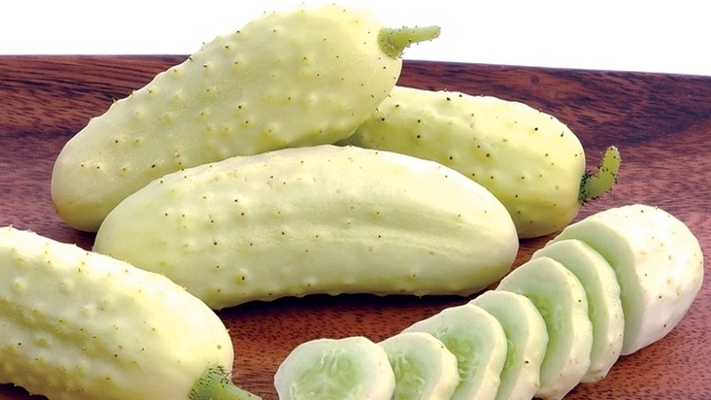 Exotique dans vos lits - concombres blancs: variétés, caractéristiques de culture et différences par rapport au vert