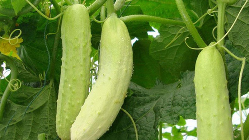 Exotique dans vos lits - concombres blancs: variétés, caractéristiques de culture et différences par rapport au vert