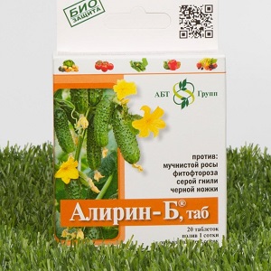 Que faire avec la bactériose des concombres - traitement avec des méthodes efficaces