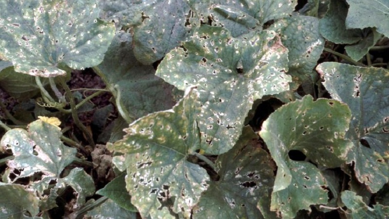 Que faire avec la bactériose des concombres - traitement avec des méthodes efficaces