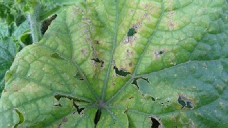 Que faire avec la bactériose des concombres - traitement avec des méthodes efficaces