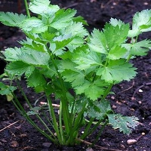 Quelle est la différence entre la livèche et le céleri, ou est-ce la même chose?