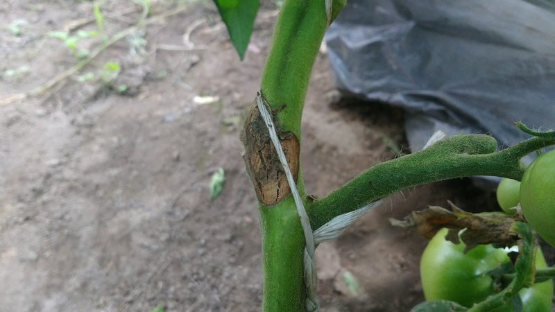 Quelles sont les maladies des tomates en serre et la lutte contre elles