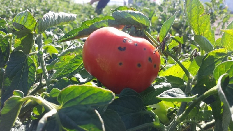 Quelles sont les maladies des tomates en serre et la lutte contre elles