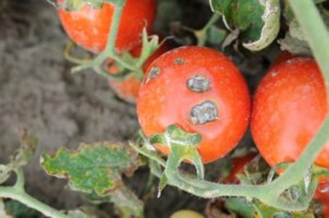Quelles sont les maladies des tomates en serre et la lutte contre elles