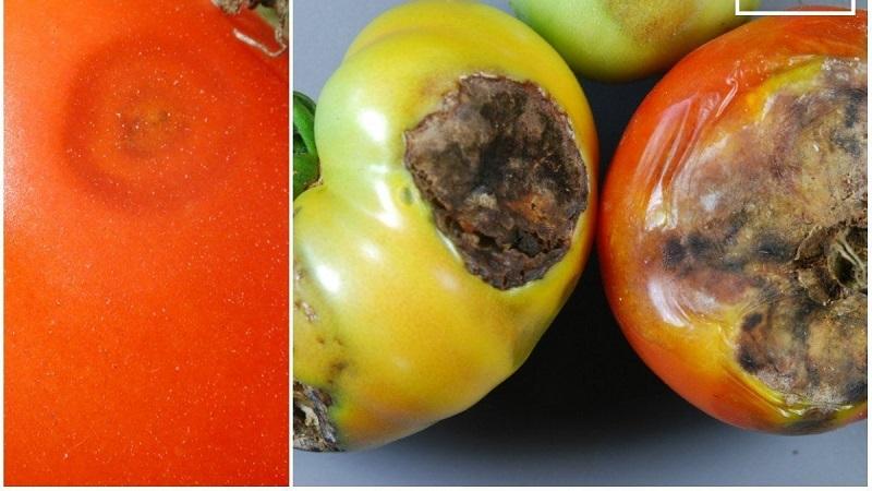 Quelles sont les maladies des tomates en serre et la lutte contre elles