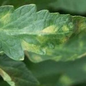 Quelles sont les maladies des tomates en serre et la lutte contre elles