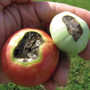 Quelles sont les maladies des tomates en serre et la lutte contre elles