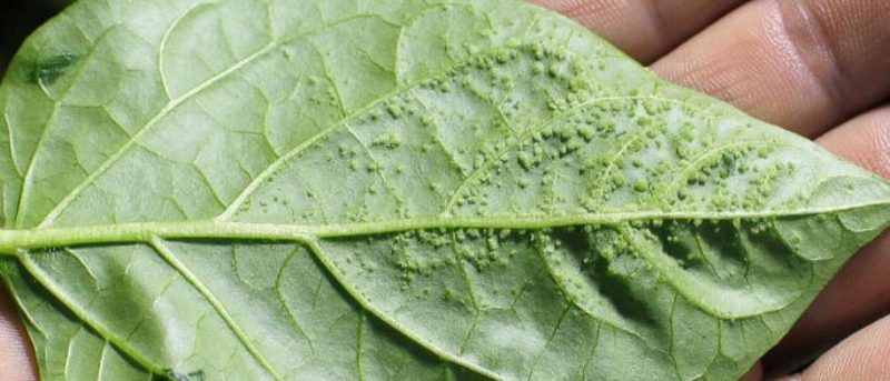 Quelles sont les maladies des tomates en serre et la lutte contre elles