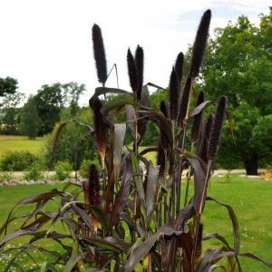 Comment cultiver en plein champ et utiliser le mil africain à la ferme