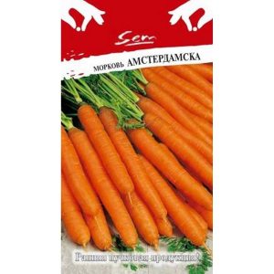 Un hybride de carottes à maturité précoce avec d'excellents rendements: Amsterdam