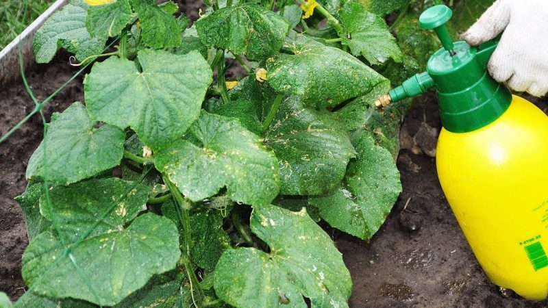 Pourquoi le nitrate de potassium est utile pour les concombres pendant la fructification et comment l'utiliser correctement