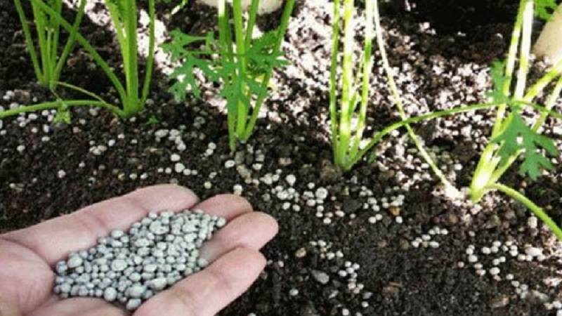 Que faire si les carottes ne poussent pas: mieux vaut se nourrir et comment le faire correctement