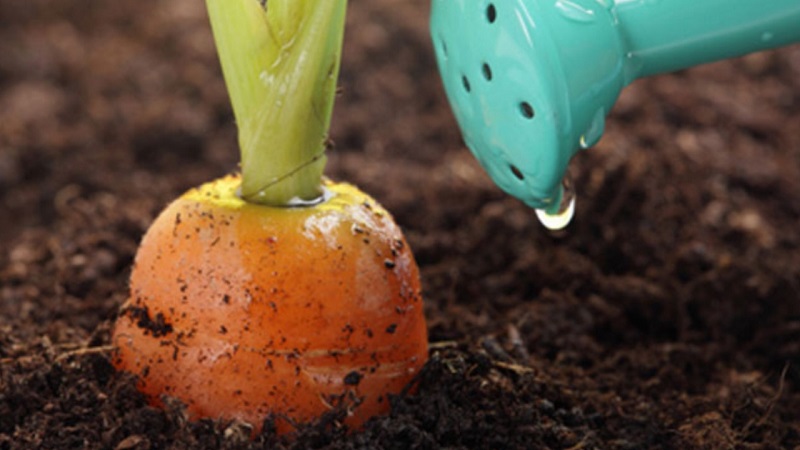 Que faire si les carottes ne poussent pas: mieux vaut se nourrir et comment le faire correctement