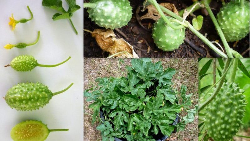 Qu'est-ce que l'angurie et comment la cultiver