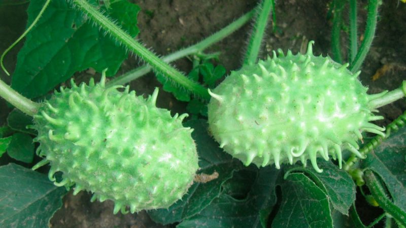 Qu'est-ce que l'angurie et comment la cultiver