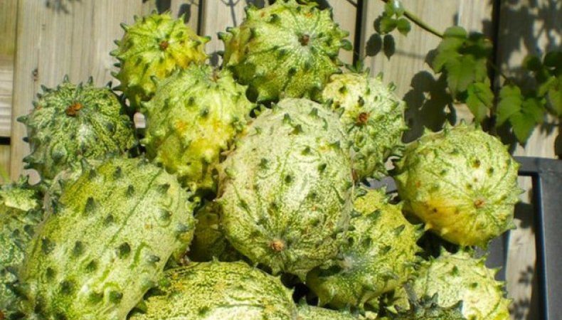 Qu'est-ce que l'angurie et comment la cultiver