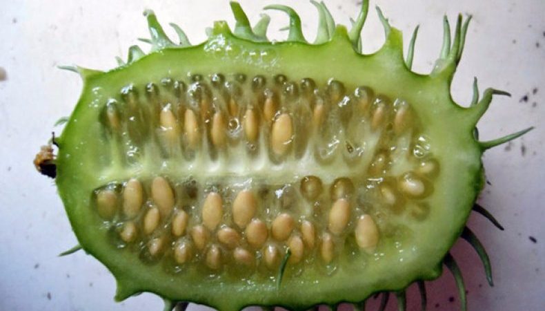 Qu'est-ce que l'angurie et comment la cultiver