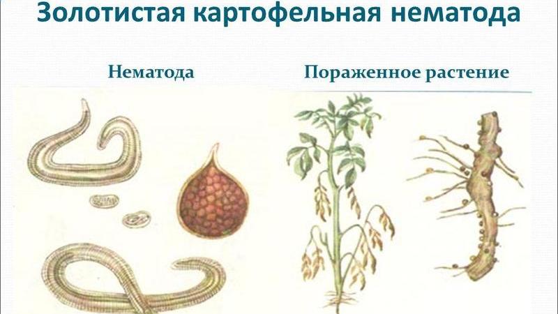Qu'est-ce qu'un nématode de la pomme de terre et comment y faire face
