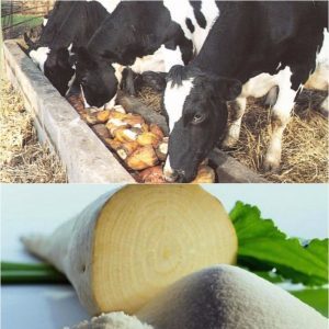 Qu'est-ce que la betterave à sucre: le chemin complet entre le semis d'un légume et le sucre résultant sur notre table