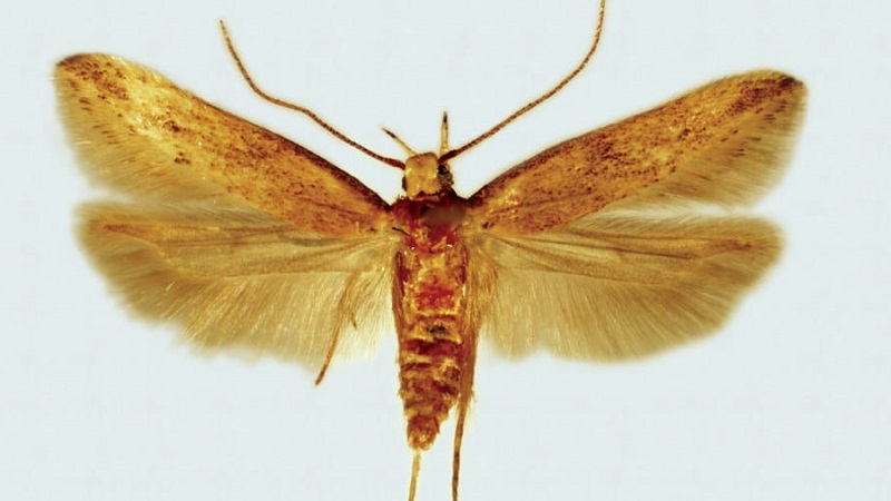 Qu'est-ce que l'herbe soudanaise, comment est-elle cultivée et où est-elle utilisée