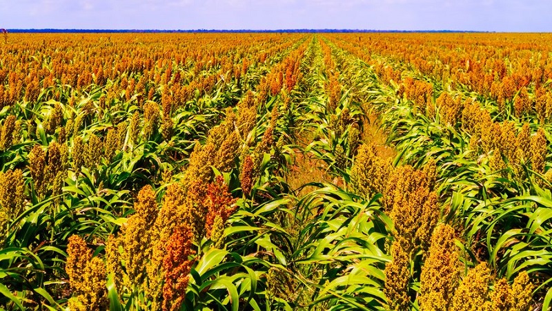 Qu'est-ce que l'herbe soudanaise, comment est-elle cultivée et où est-elle utilisée