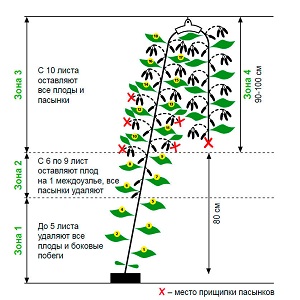 Pourquoi la formation de concombres dans la serre est-elle nécessaire et comment la produire correctement?