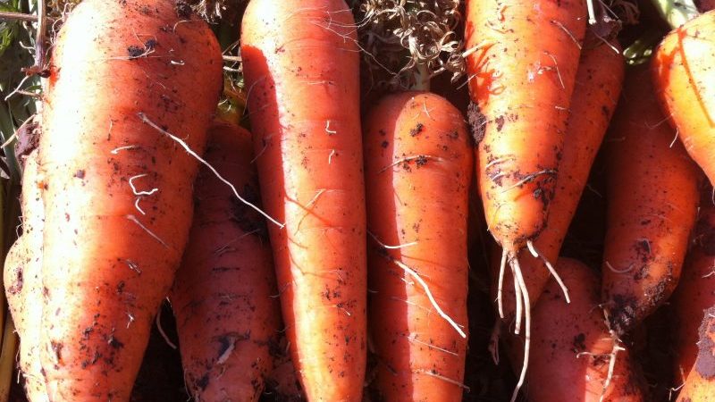 Hybride juteux et sucré de carottes Abaco F1 à haut rendement