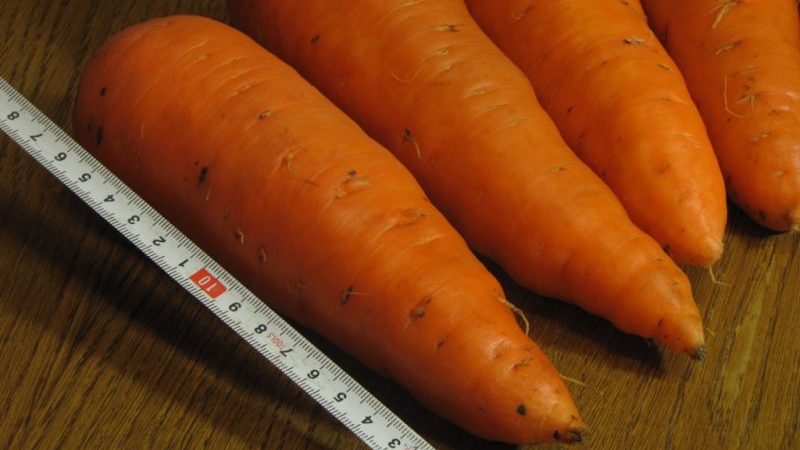 Hybride juteux et sucré de carottes Abaco F1 à haut rendement