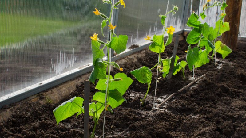 Comment couper correctement les feuilles de concombres dans la serre et faut-il le faire?