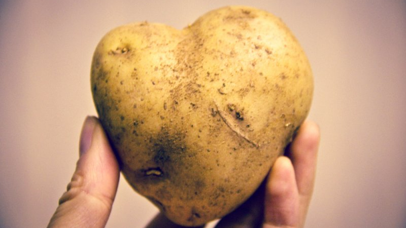 L'histoire de l'origine et de la distribution des pommes de terre: d'où viennent les pommes de terre et comment elles ont gagné leur popularité