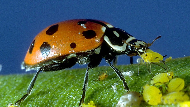 Comment traiter les pucerons sur les concombres: les meilleurs remèdes populaires