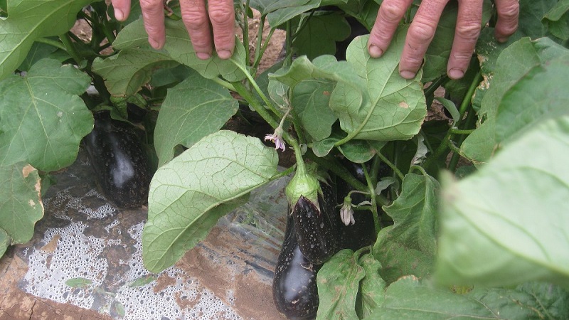 Comment former correctement des aubergines dans une serre: instructions pour les jardiniers débutants