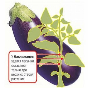 Comment former correctement des aubergines dans une serre: instructions pour les jardiniers débutants