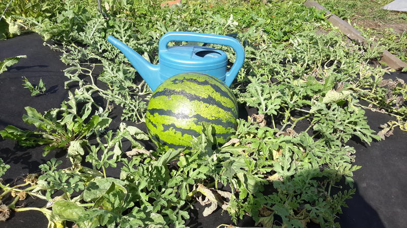 Comment, quand et comment nourrir les pastèques pour obtenir une superbe récolte sucrée