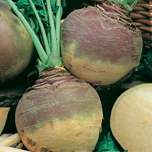 Comment obtenir une bonne récolte de rutabagas: cultiver et entretenir selon les instructions pour les débutants