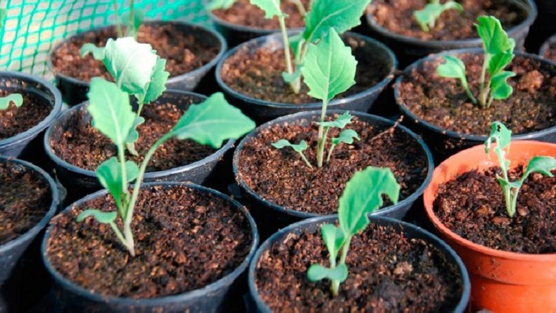 Comment obtenir une bonne récolte de rutabagas: cultiver et entretenir selon les instructions pour les débutants