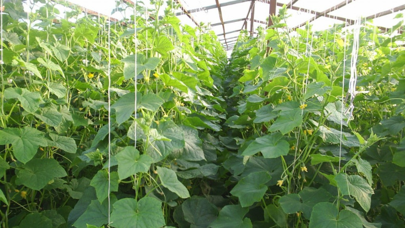 Comment planter des concombres dans une serre en juillet et est-il possible de le faire